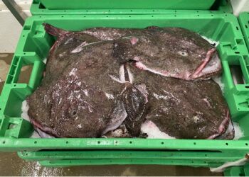 Havtasker på fiskeauktion. Foto: Svend Boye Thomsen.