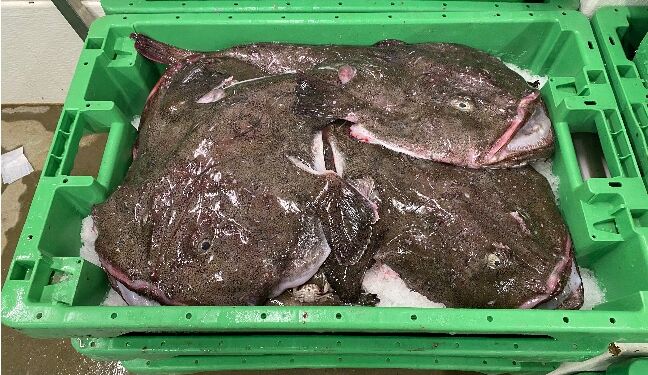 Havtasker på fiskeauktion. Foto: Svend Boye Thomsen.