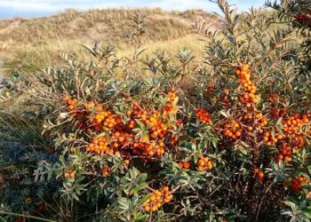 Havtorn findes over alt i de kystnære områder og klitter i Hjørring Kommune. Foto: Johan Brink Olsen.