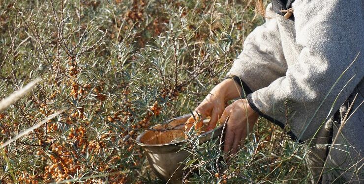 Her plukkes havtorn. Foto: Pixabay.