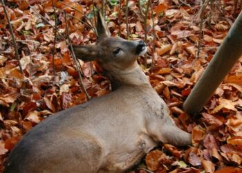 Højsæson for påkørte hjorte starter nu, og Dyrenes Beskyttelses Vagtcentral 1812 forventer omkring 4000 henvendelser de næste tre måneder. Opfordringen lyder derfor: sænk farten og vær opmærksom når du kører bil.