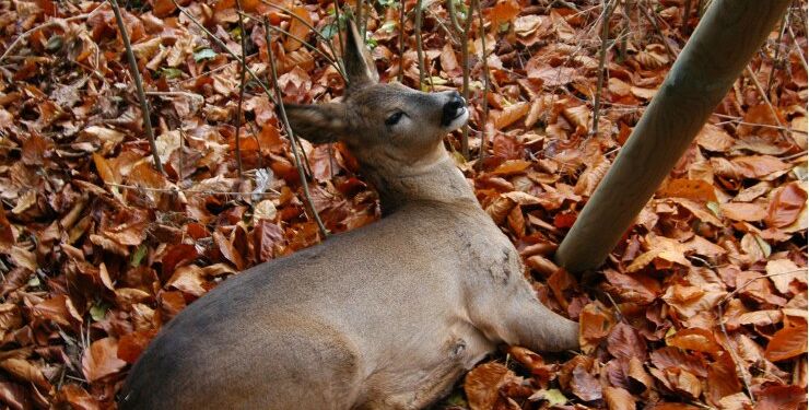 Højsæson for påkørte hjorte starter nu, og Dyrenes Beskyttelses Vagtcentral 1812 forventer omkring 4000 henvendelser de næste tre måneder. Opfordringen lyder derfor: sænk farten og vær opmærksom når du kører bil.