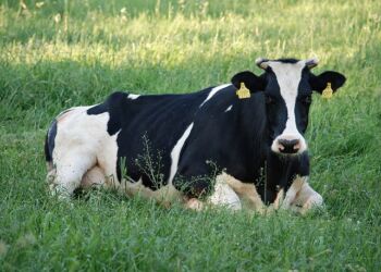 Ko på græs. Foto: Pixabay.