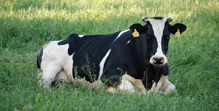 Ko på græs. Foto: Pixabay.