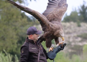 Peter Frank Wenzel med en af de store rovfugle i Ørnereservatet.