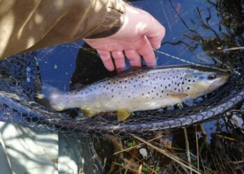 Foto: Liver Å Lystfiskerforening.