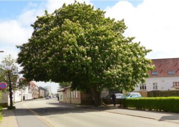 Kastanien på Tørholmsvej. Foto © Jørgen Stubgaard.
