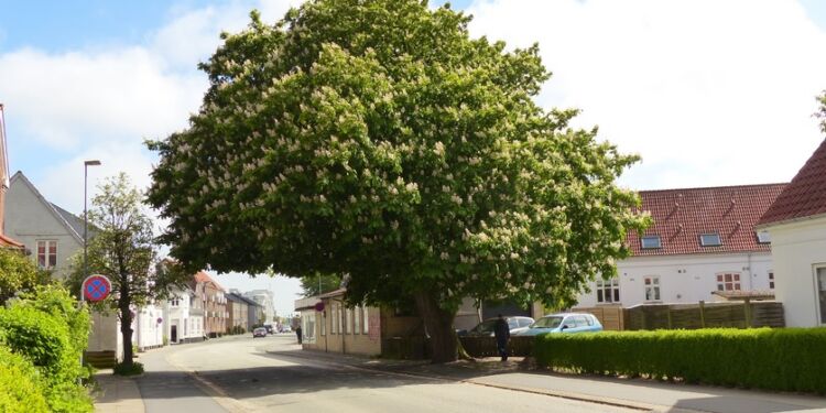 Kastanien på Tørholmsvej. Foto © Jørgen Stubgaard.