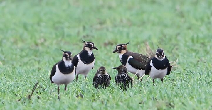 Foto: Frank Abildgaard Sørensen.