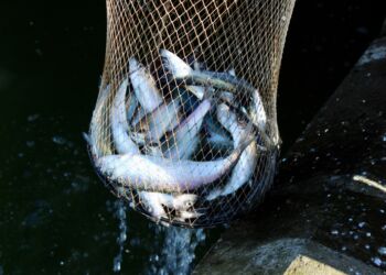 Sild fanget med stang fra kajkanten ved Jens Munks Vej i Hirtshals. Foto: Arkiv.