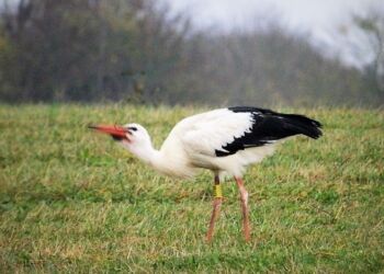 Hvid stork foreviget af Preben Andersen i nærheden af Bjergby.