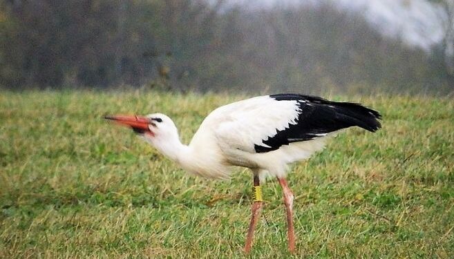 Hvid stork foreviget af Preben Andersen i nærheden af Bjergby.