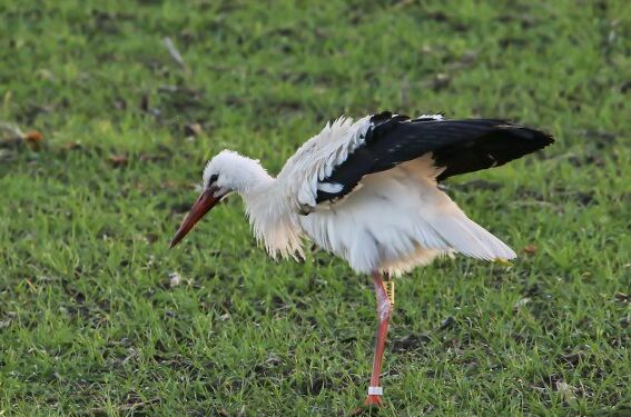 Foto (arkiv): Frank Abildgaard Sørensen.