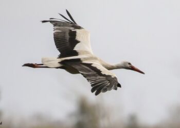Hvid stork ved Ramsvej vest for Bjergby. Foto: Frank Abildgaard Sørensen.