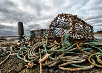 Tejner. Foto: Pixabay.