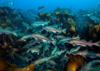 Torsk. Foto: Alexander Mustard/WWF-UK.