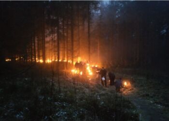 Fakler i Yxengaard i Tornby Klitplantage. Foto: Arkiv.