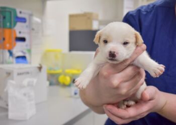 En flok på 16 hunde er blevet indleveret til Dyrenes Beskyttelse. Hundene kommer fra et hjem, hvor opgaven med mange hunde blev for omfattende for de tidligere ejere. Der venter nu et stort arbejde for internaterne. Dyrenes Beskyttelse har indtil videre håndteret 51 sager i år, med flere end 10 dyr involveret.