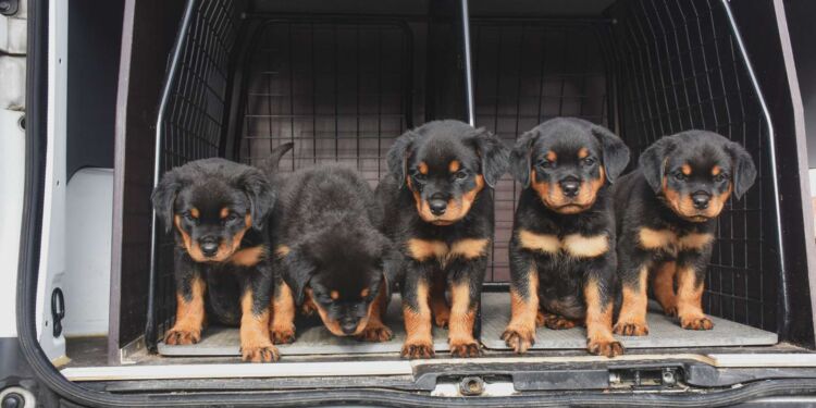 Fem moderløse rottweilere indgår i statistikken over dyr, internaterne fandt hjem til i år. Foto: Dyrenes Beskyttelse.