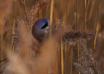 Skægmejse. Foto: Arturs Pirazkov.