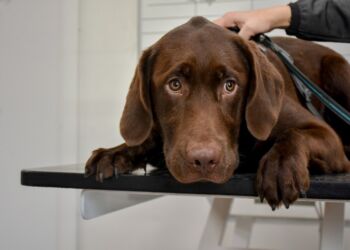 Hund hos dyrlæge. Foto: Arkiv.