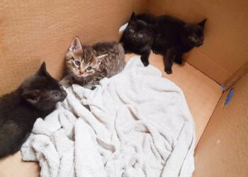 Rekordmange kæledyr blev dumpet i 2022, viser tal fra Dyrenes Beskyttelses Vagtcentral. Dyreejere er nødt til at tage større ansvar, og flere skal neutralisere deres dyr, lyder det fra foreningen. 75 % af de dumpede dyr er katte.