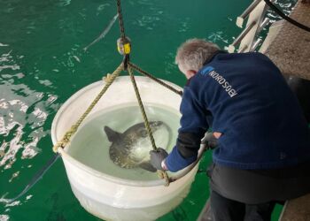 Her er det en lokalt fanget klumpfisk, der tidligere blev slupper ud i det store akvarium på Nordsøen Oceanarium. Foto (arkiv): Niels Skipper.