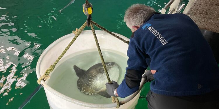 Her er det en lokalt fanget klumpfisk, der tidligere blev slupper ud i det store akvarium på Nordsøen Oceanarium. Foto (arkiv): Niels Skipper.