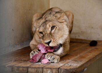 Hunløven Vee før den sidste tur fra Poznan Zoo til Knuthenborg Safaripark.