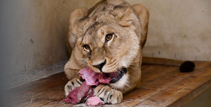 Hunløven Vee før den sidste tur fra Poznan Zoo til Knuthenborg Safaripark.