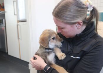 En flok på 19 hunde er blevet indleveret til Dyrenes Beskyttelse i Århus. Hundene kommer fra et hjem, hvor opgaven med mange hunde blev for omfattende for den tidligere ejer, og internatet har derfor overtaget hundene i samarbejde med ejer. Der venter nu et stort arbejde for internatet.