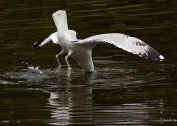 Foto: Frank Abildgaard Sørensen.