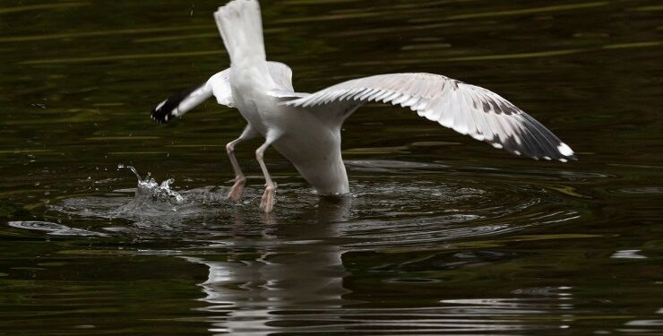 Foto: Frank Abildgaard Sørensen.
