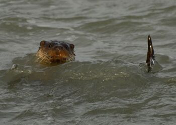 Odder i Hirtshals Havn. Foto (arkiv): Jonna Andreassen.