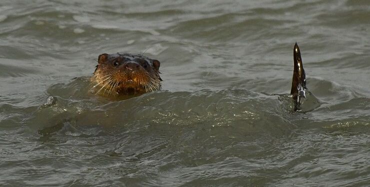 Odder i Hirtshals Havn. Foto (arkiv): Jonna Andreassen.