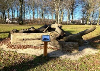 Stammerne fra to gamle lindetræer i skolegården hviler i parken tæt ved. Foto: Palle W. Nielsen