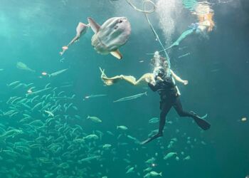 Nordsøens dykker i selskab med havfruerne. Foto: Hanne Skipper.