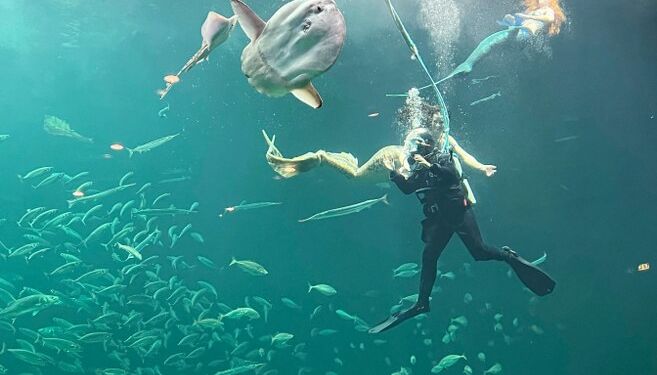 Nordsøens dykker i selskab med havfruerne. Foto: Hanne Skipper.