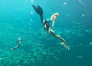 Foto: Nordsøen Oceanarium.