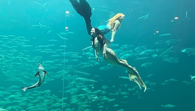 Foto: Nordsøen Oceanarium.