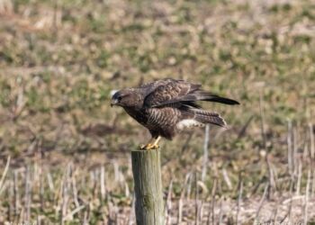 Foto: Frank Abildgaard Sørensen.
