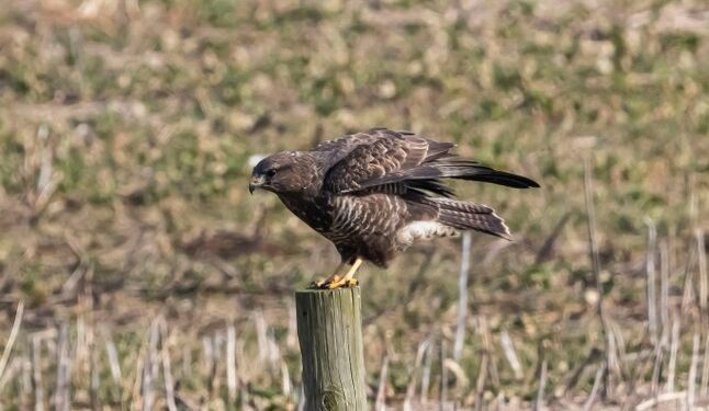 Foto: Frank Abildgaard Sørensen.