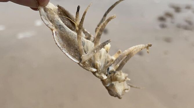 Foto: Lasse Bredkjær Povlsen.