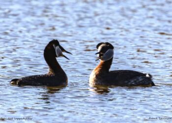 Foto: Frank Abildgaard Sørensen.