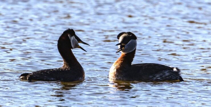 Foto: Frank Abildgaard Sørensen.