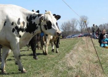 Det er et populært optrin blandt byboere, når køer og kvier slippes på græs om forået. Foto: Arkiv.