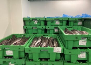 Kuller i kasser. Foto: Fiskeri Tidende.