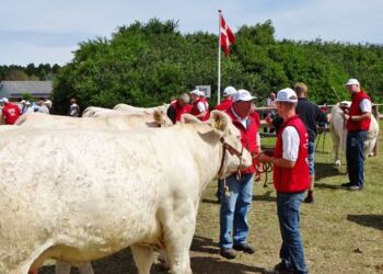 Der bliver atter mulighed for at komme tæt på de flotte dyr. 
Arkivfoto: Palle W. Nielsen