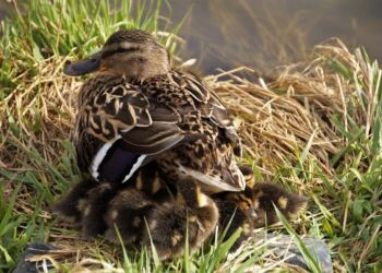 And og ællinger. Foto: Pixabay.