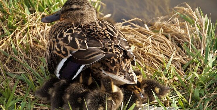 And og ællinger. Foto: Pixabay.